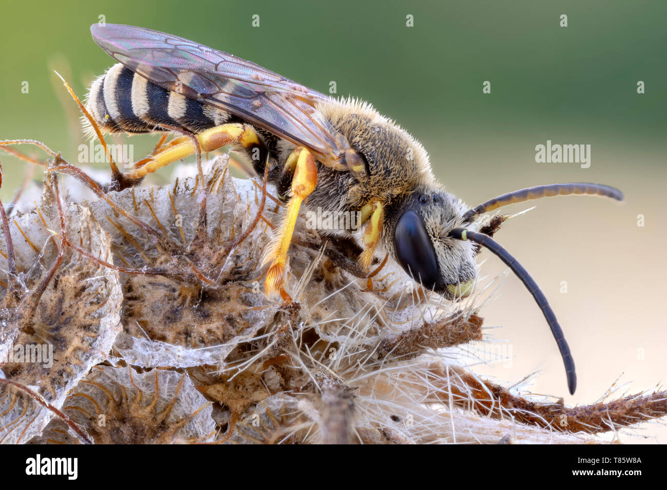 Halictid bee Stockfoto