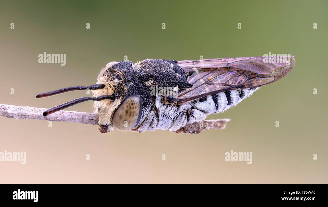 Blatt schneiden cuckoo Bee Stockfoto