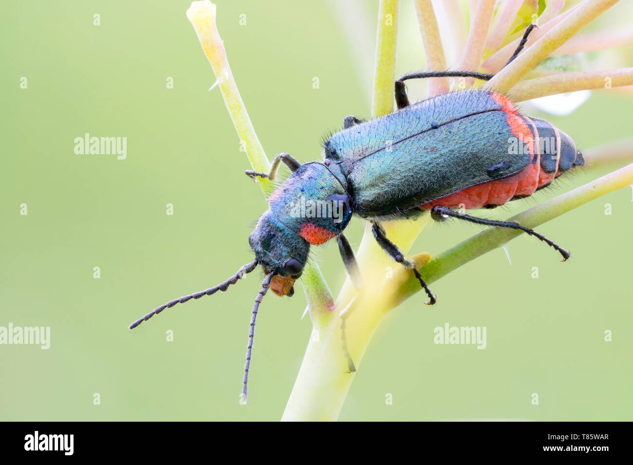 Malachit Käfer Stockfoto