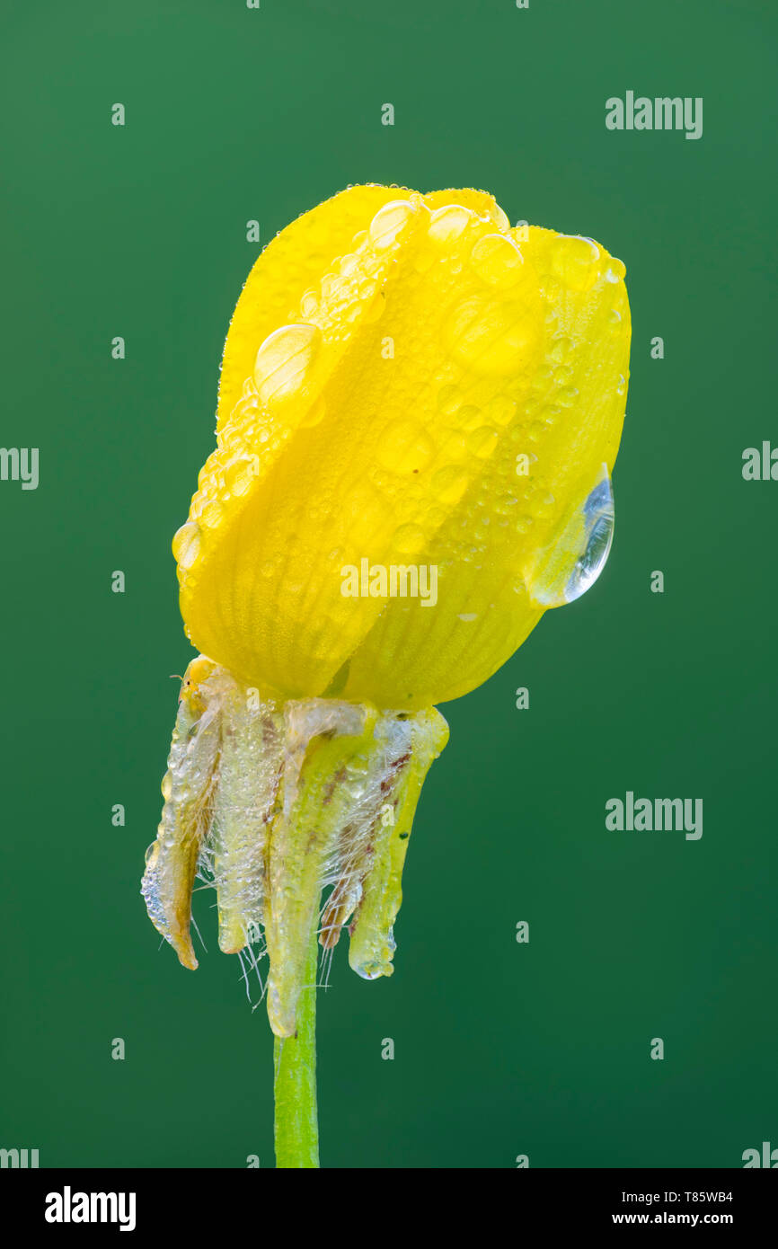 Wiese buttercup Blume Stockfoto