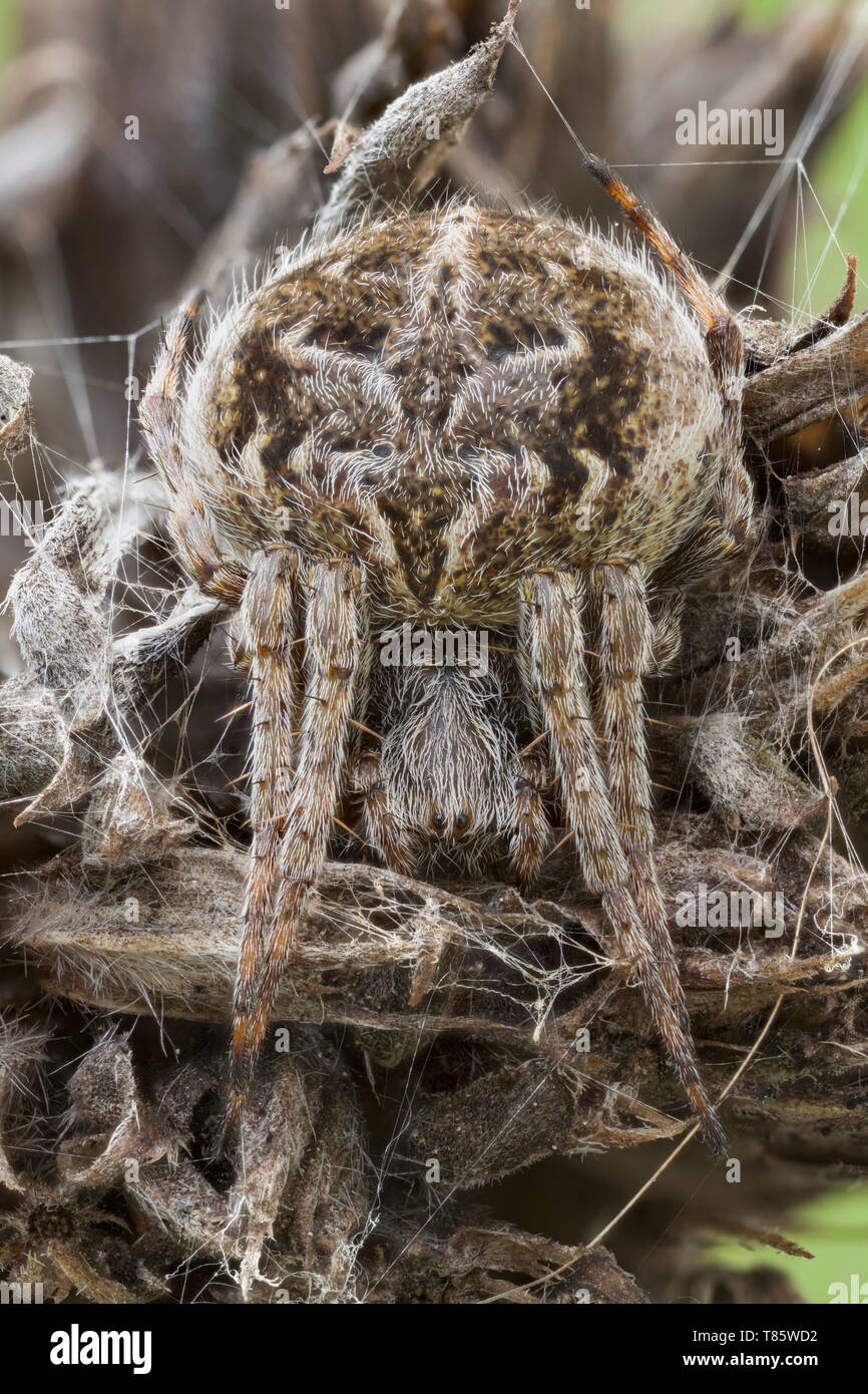 Getarnt orbweaver Spider Stockfoto