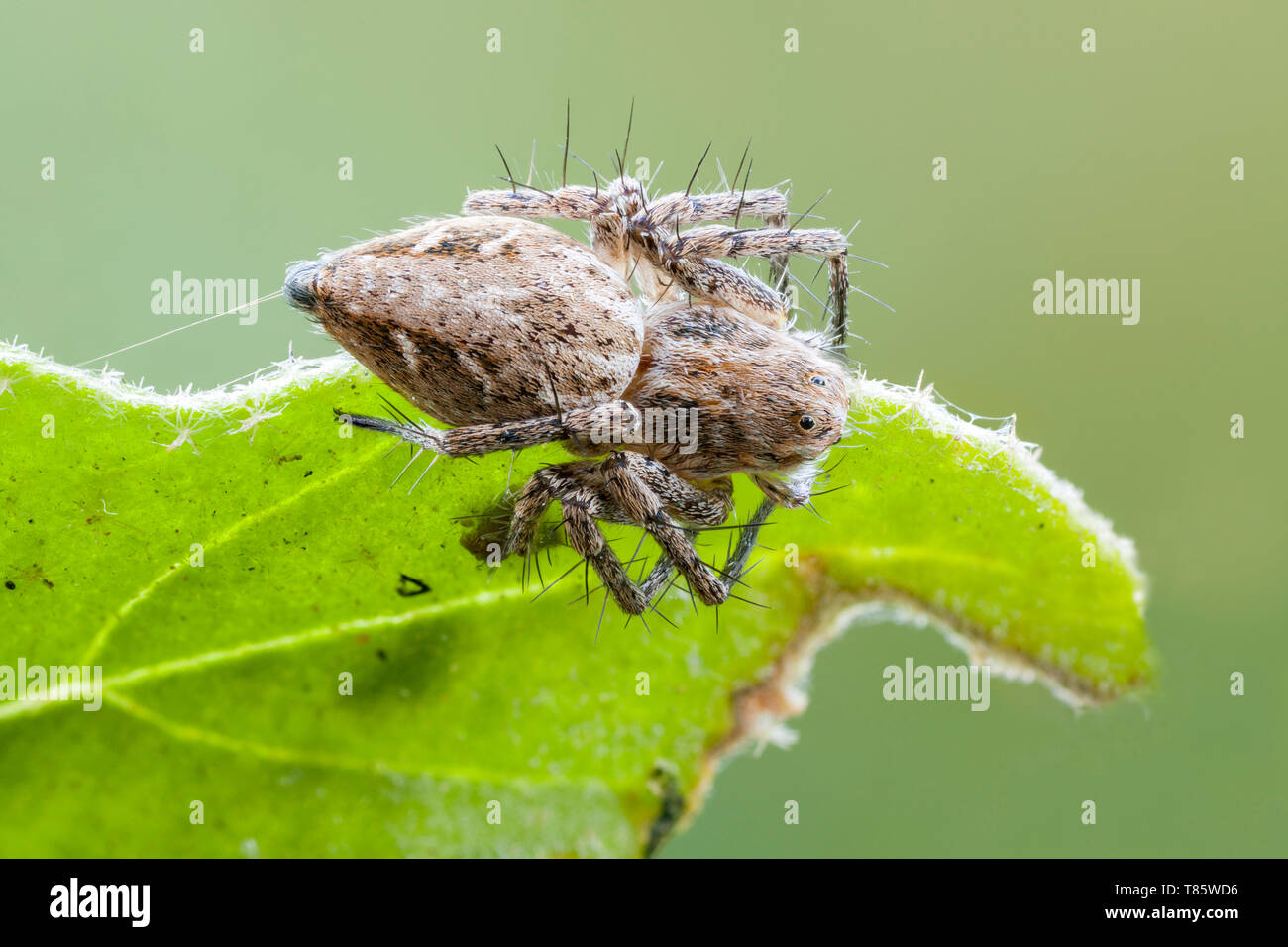 Luchs-Spinne Stockfoto