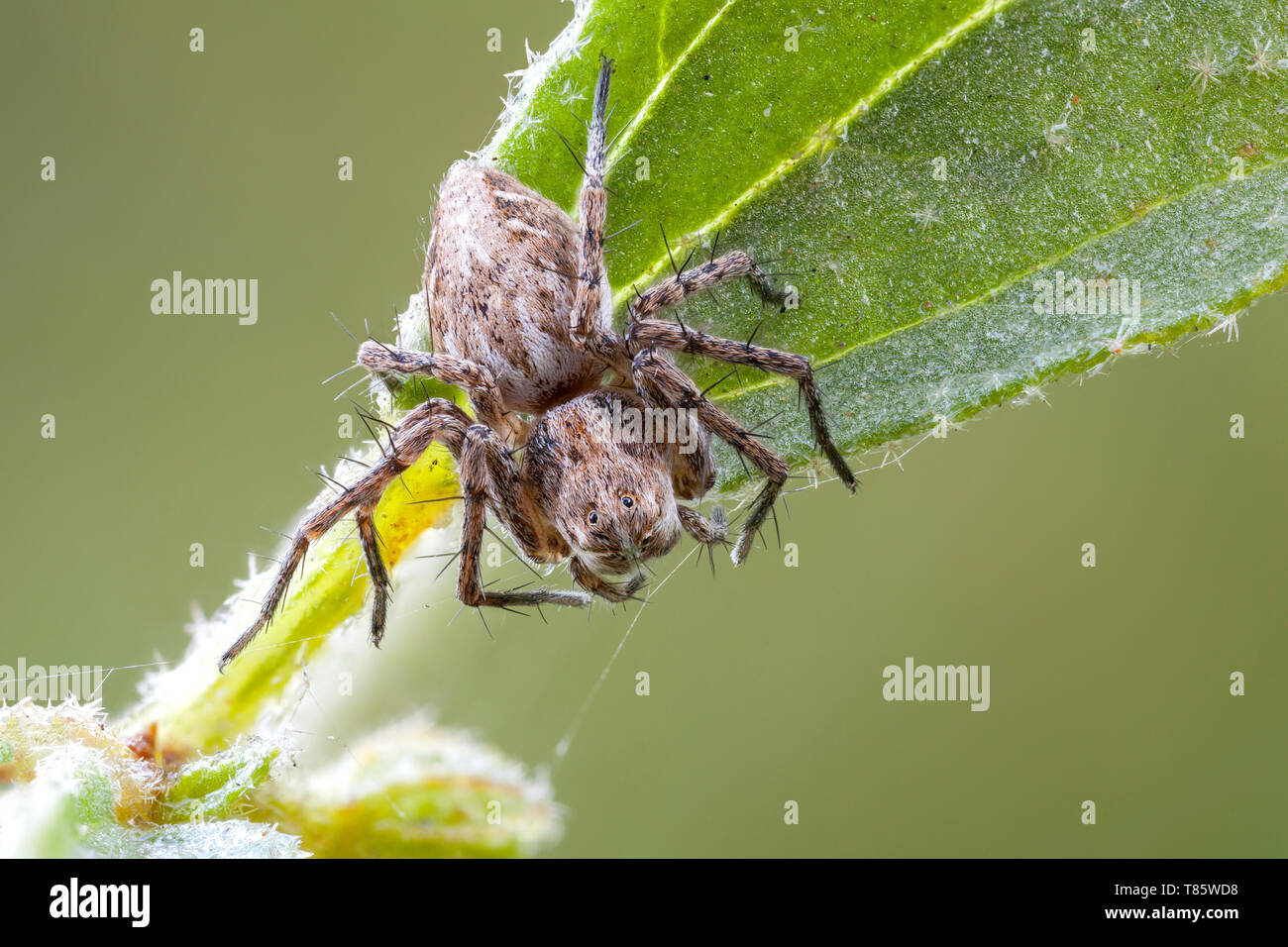 Luchs-Spinne Stockfoto