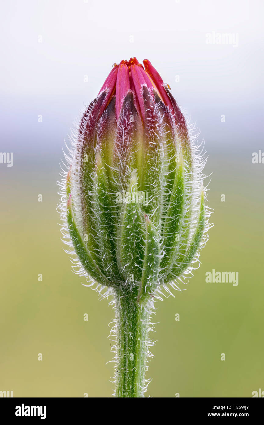 Stinkende Falken Bart wildflower Stockfoto