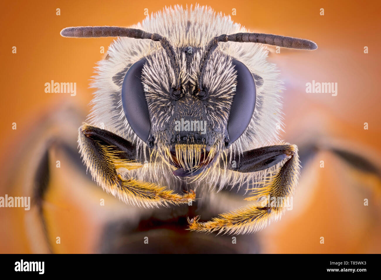 Schweiß bee Stockfoto