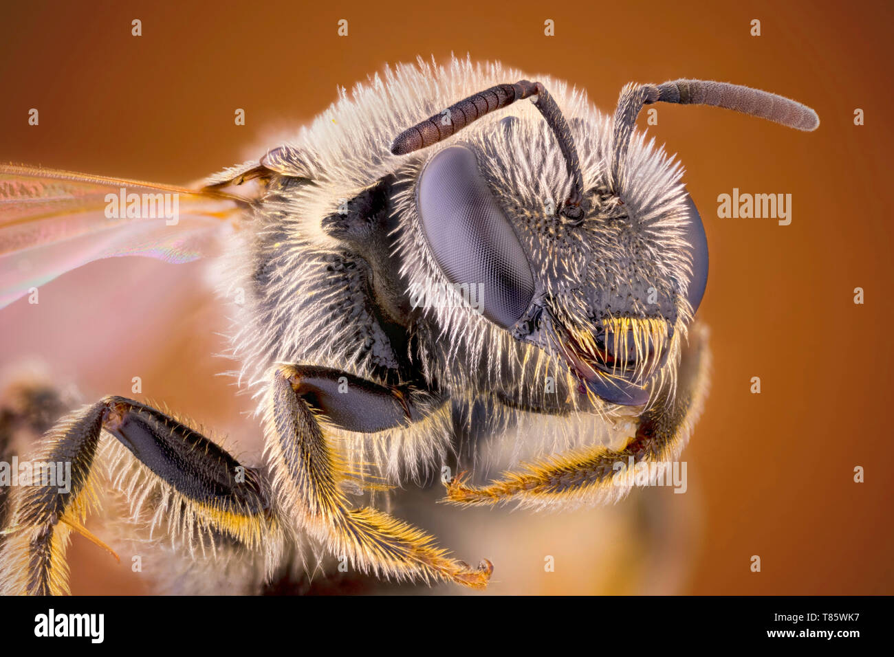 Schweiß bee Stockfoto