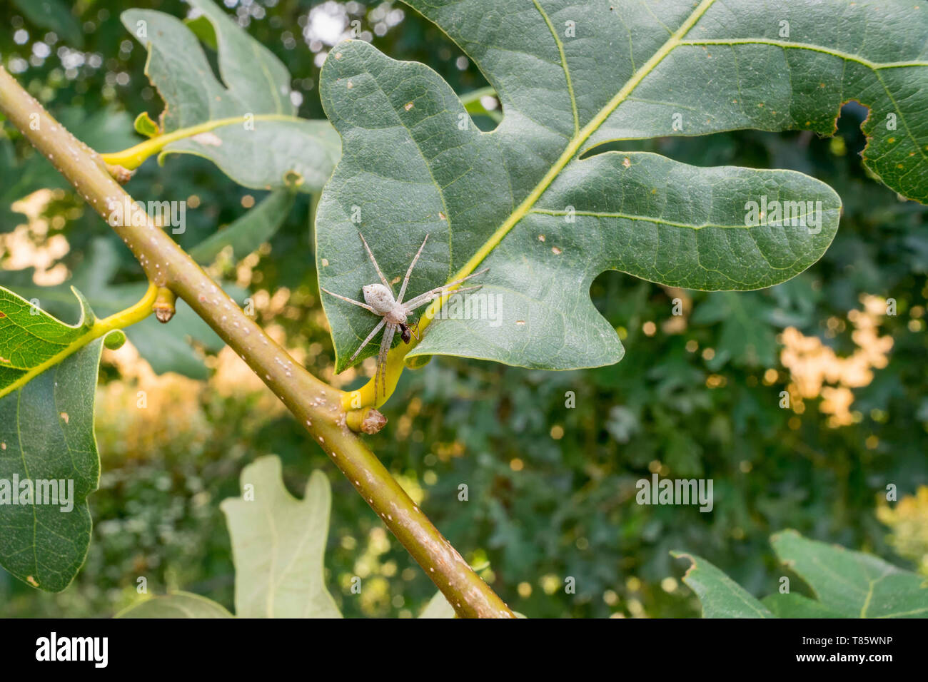 Weiß huntsman Spider Stockfoto