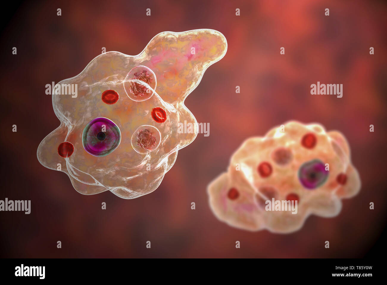 Parasitäre Amöbe, Abbildung Stockfoto
