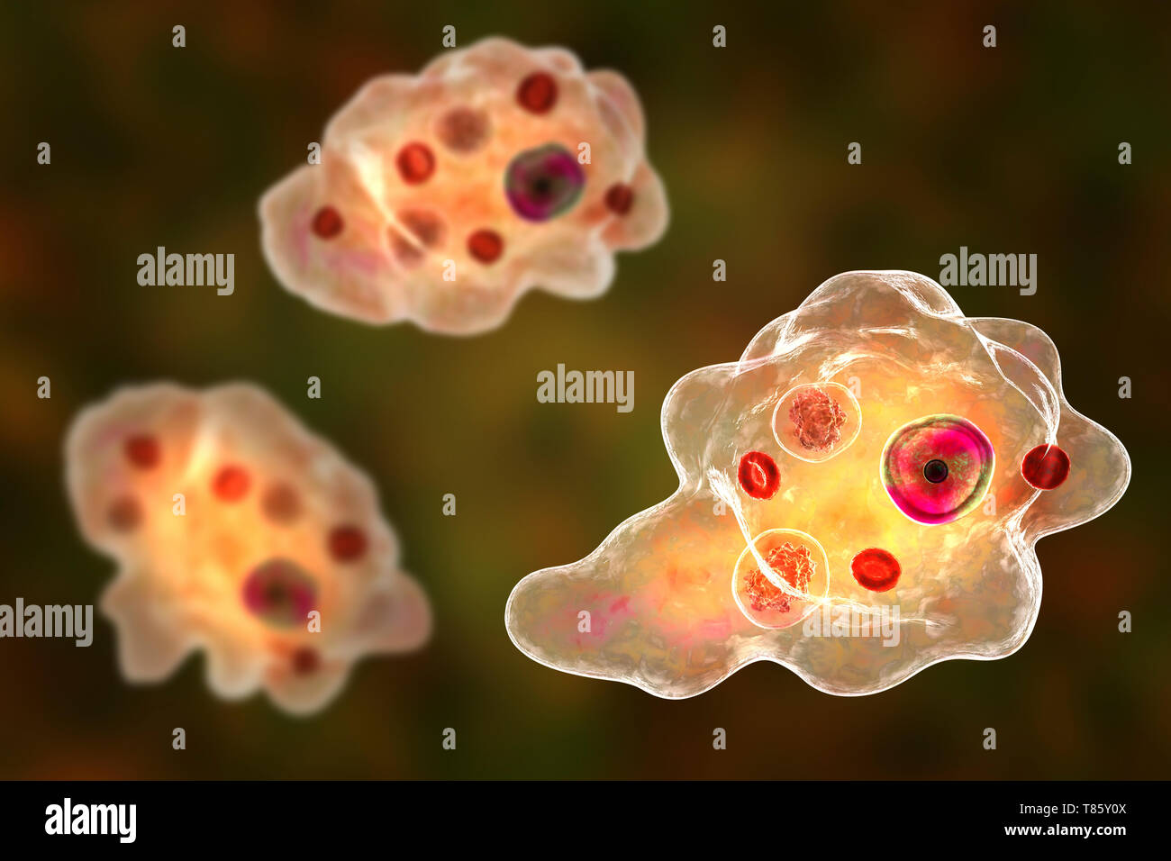 Parasitäre Amöbe, Abbildung Stockfoto