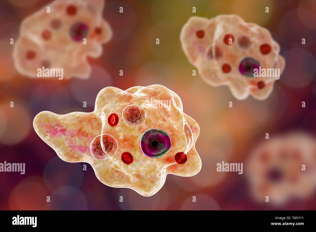Parasitäre Amöbe, Abbildung Stockfoto