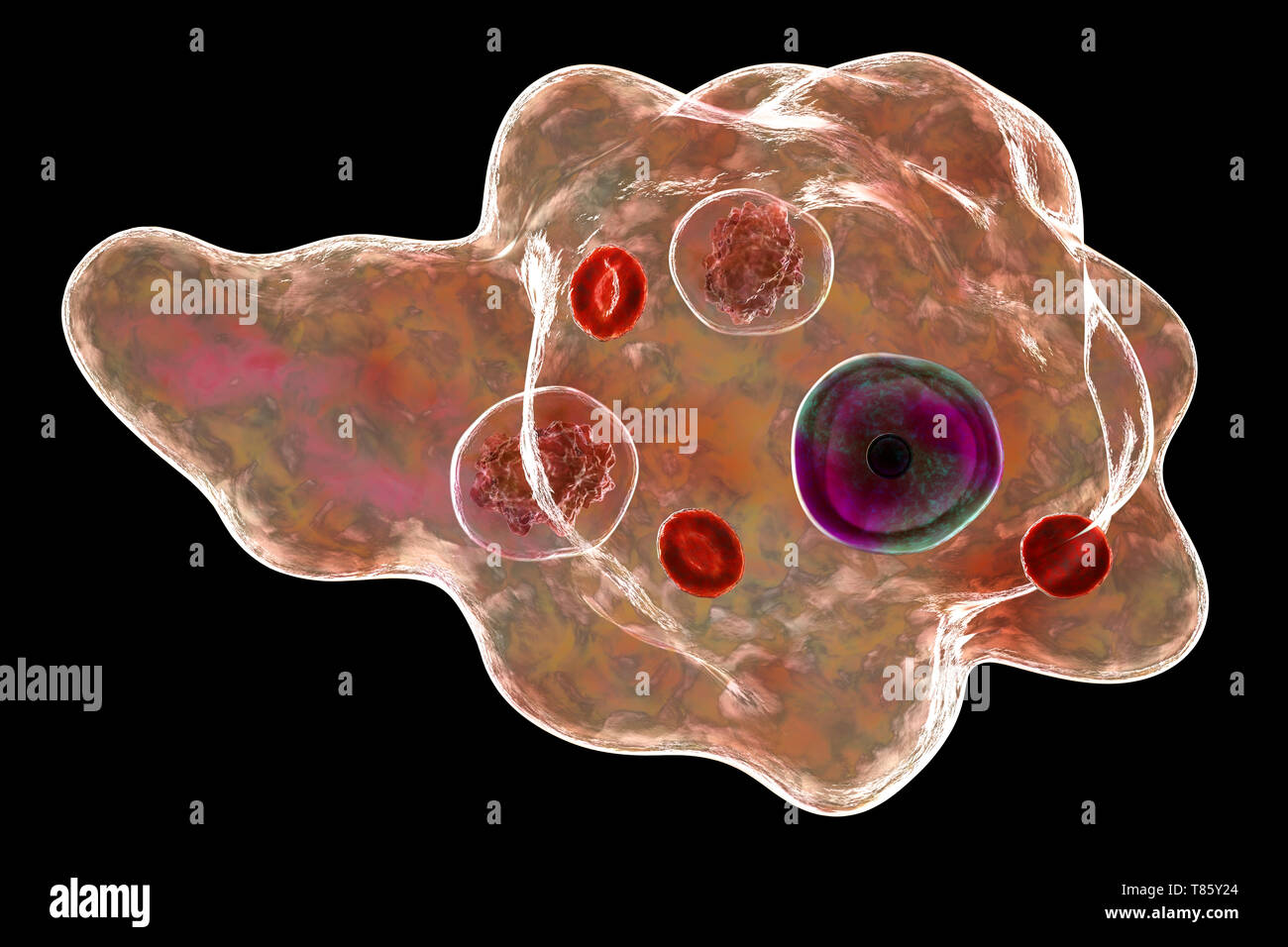 Parasitäre Amöbe, Abbildung Stockfoto