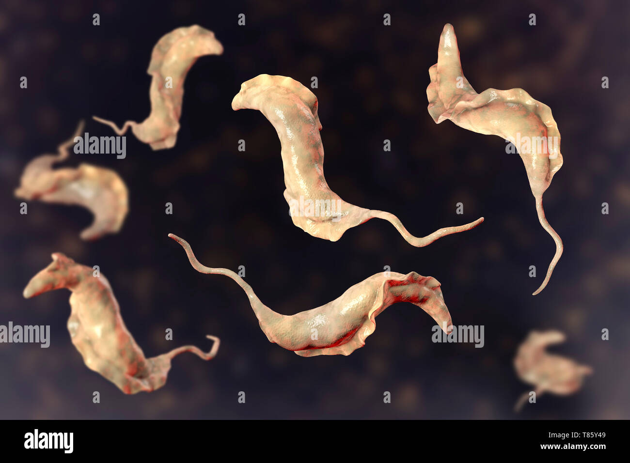 Trypanosoma parasit -Fotos und -Bildmaterial in hoher Auflösung - Seite ...
