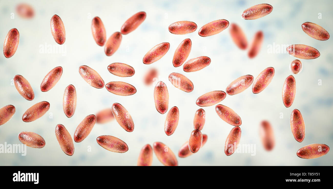 Pest Bakterium Yersinia pestis, Abbildung Stockfotografie Alamy