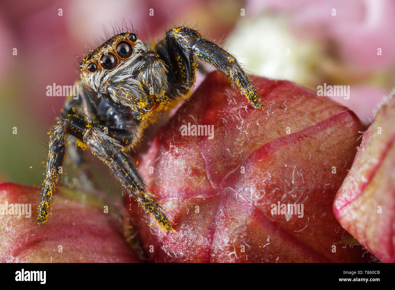 Jumping spider mit gelben Polen auf dem roten Knospen Stockfoto