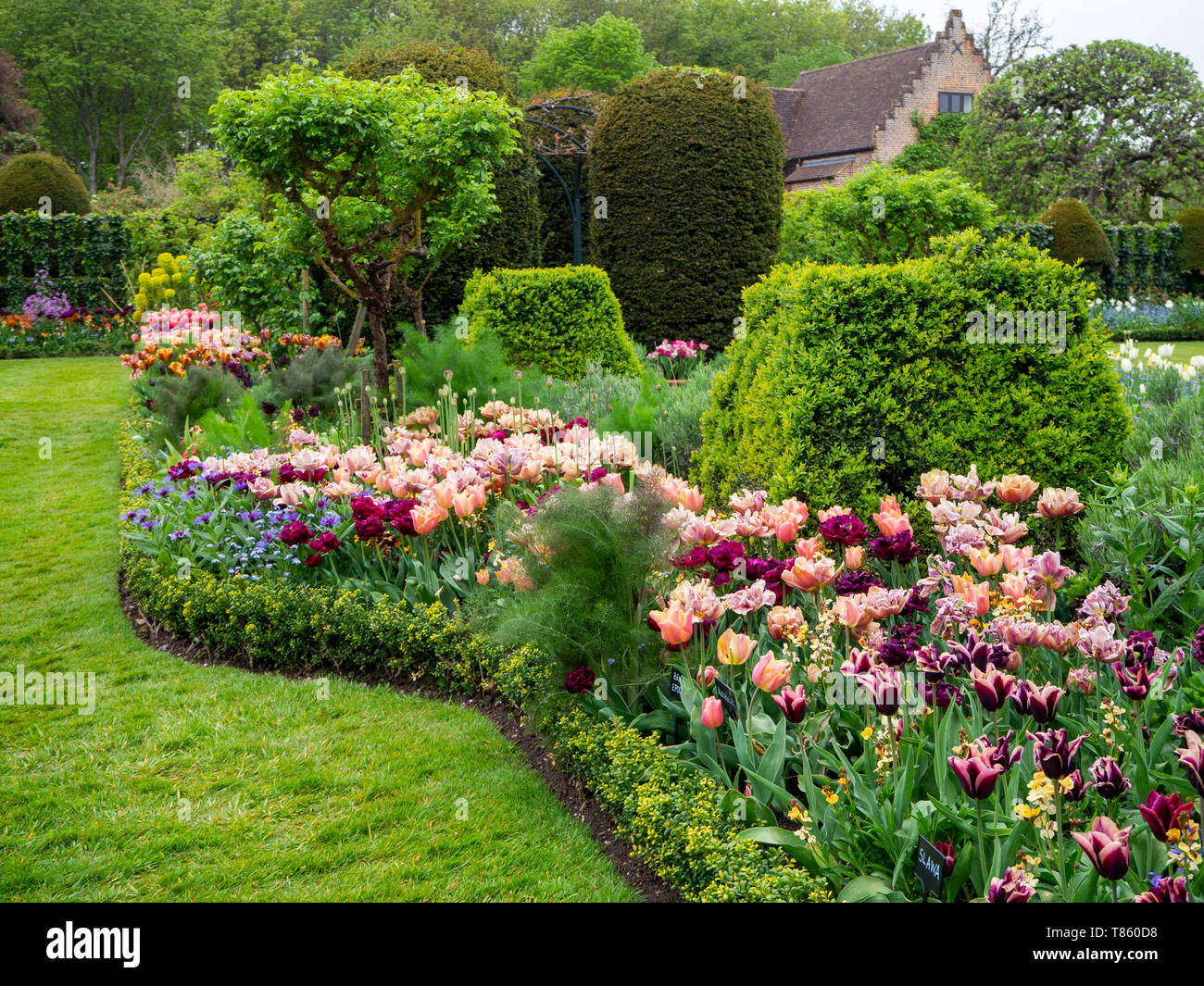 Chenies Manor Gardens Anfang Mai mit La Belle Epoque Tulpen Masse mit Antraciet Tulpen und Laub gepflanzt. Stockfoto