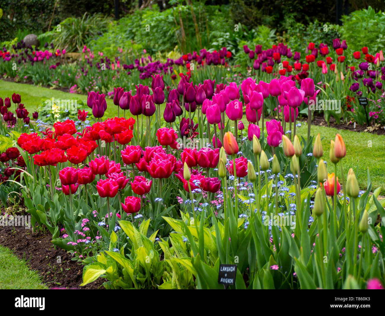 Chenies Manor Gardens Anfang Mai verpackt mit vibrant Pink, Lila und Apricotfarben Tulpen; ein gepflegter schöner Garten in Buckinghamshire. Stockfoto