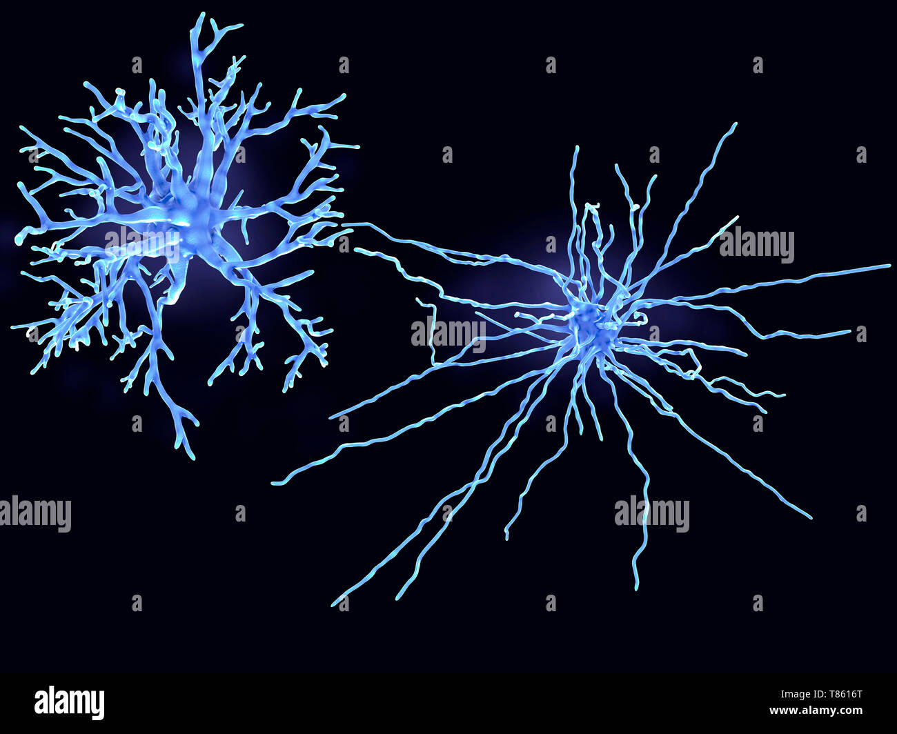 Protoplasmic und faserige Astrozyten, Abbildung Stockfoto