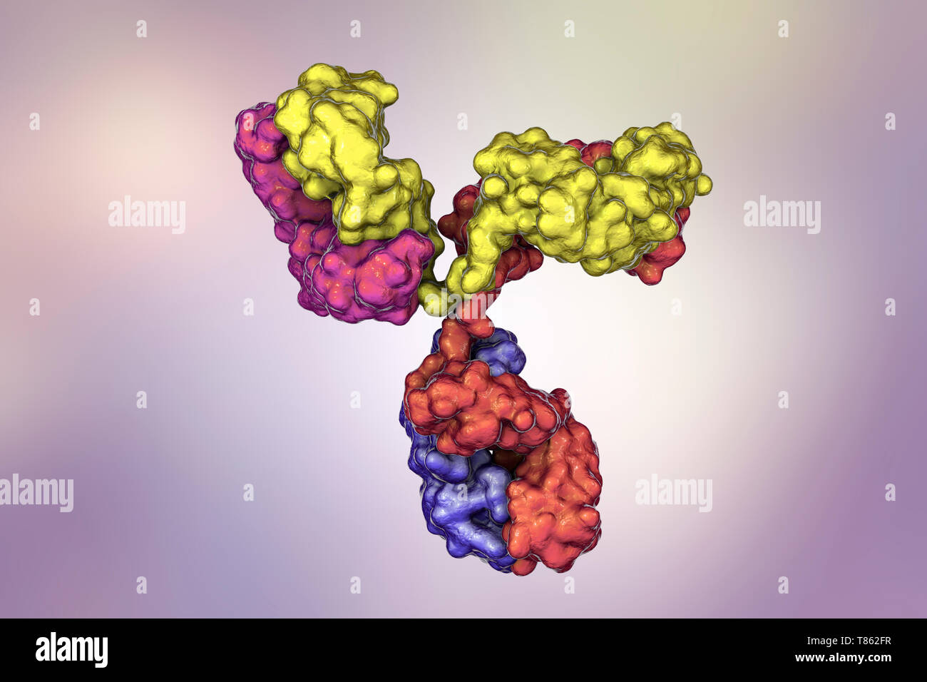 Immunglobulin G-Antikörper, molekulare Modell Stockfoto