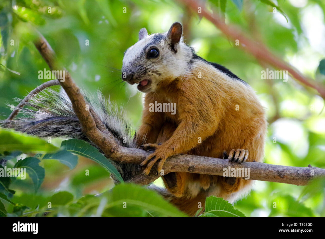 Eine bunte Eichhörnchen (Sciurus variegatoides) in Costa Rica, Mittelamerika. Stockfoto