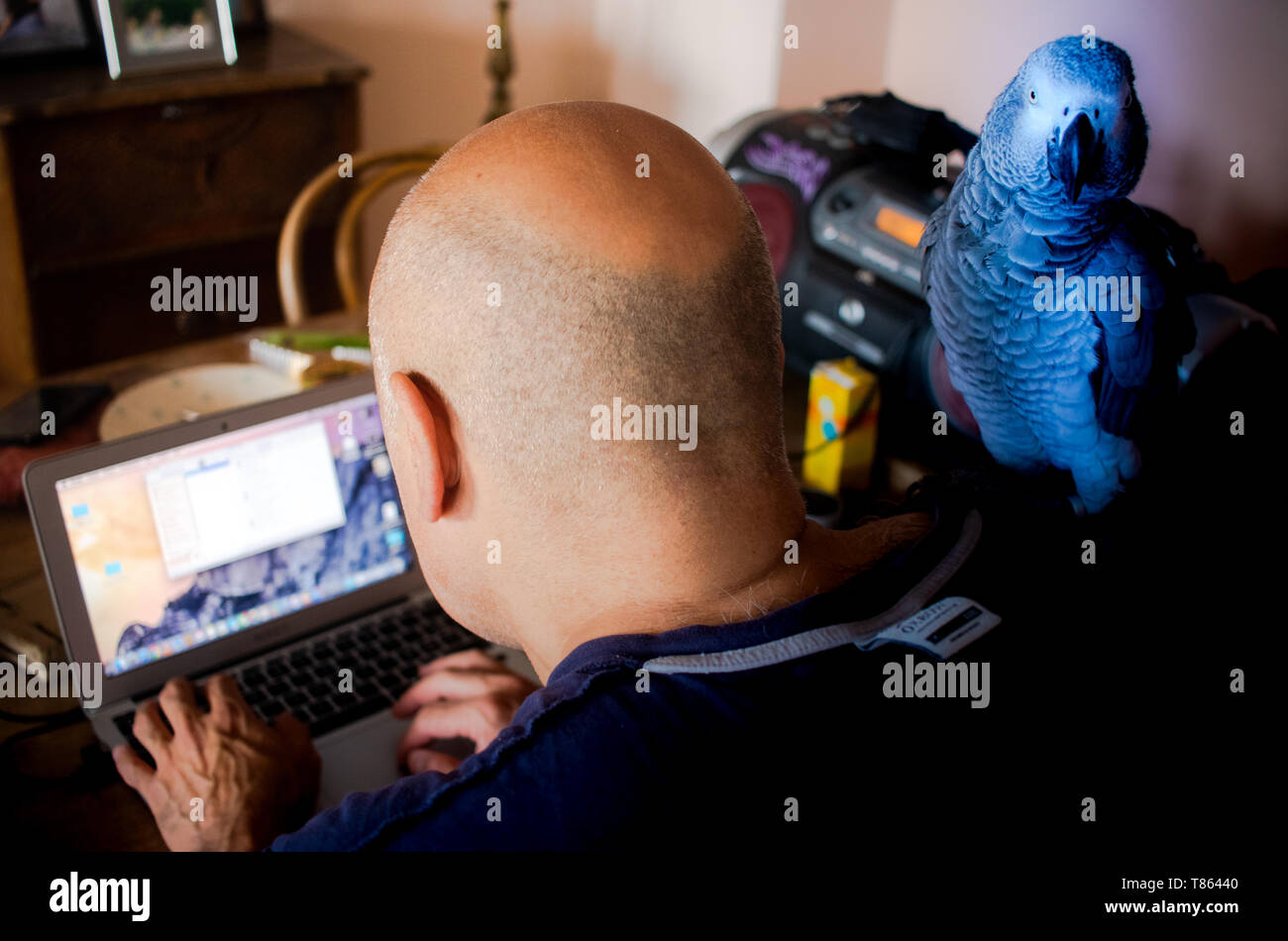 Ein blauer Papagei auf der Schulter der glatzköpfige Mann Texteingabe auf einem Computer Stockfoto