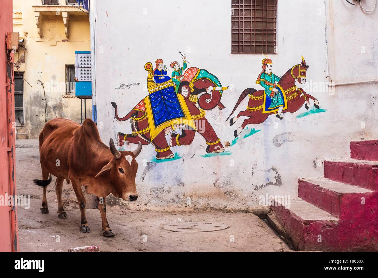 Indien, Rajasthan, Bundi, Kühe in den Straßen der Altstadt Stockfoto