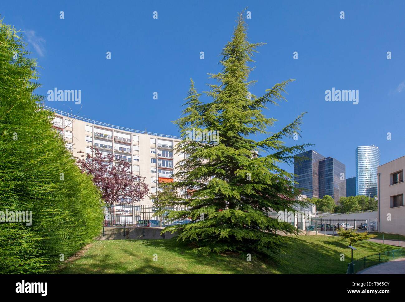 Frankreich, Hauts de Seine, Puteaux, Zeder Stockfoto