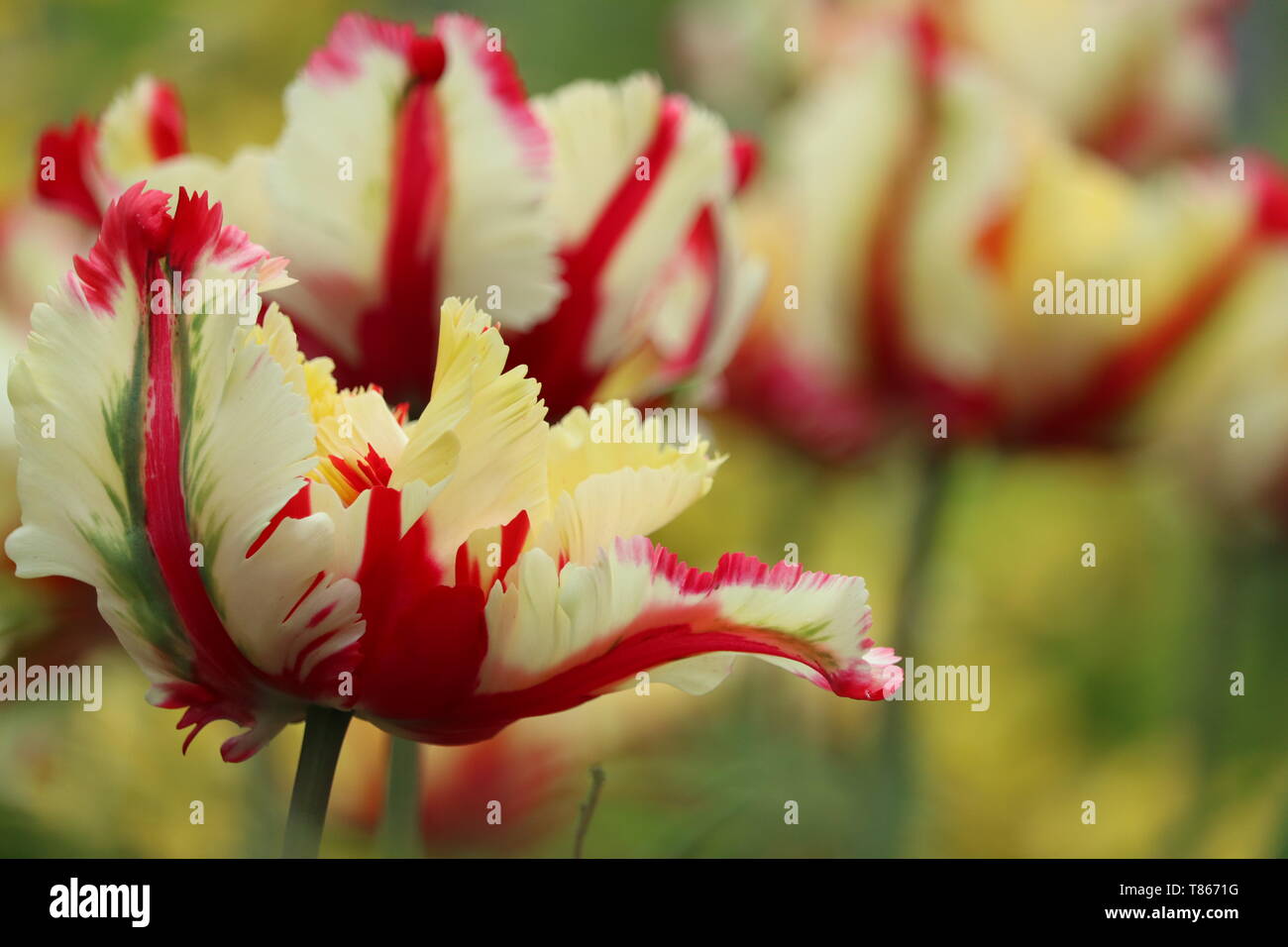 Papagei Tulpe 'Flaming Parrot' × Tulipa gesneriana Papagei Stockfoto