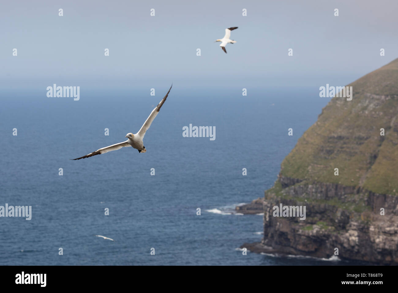 CAPE ST MARY'S Ecological Reserve, St. Bride's, Neufundland, Kanada - 14 August 2018: basstölpel am Cape St Mary's Ecological Reserve. Stockfoto