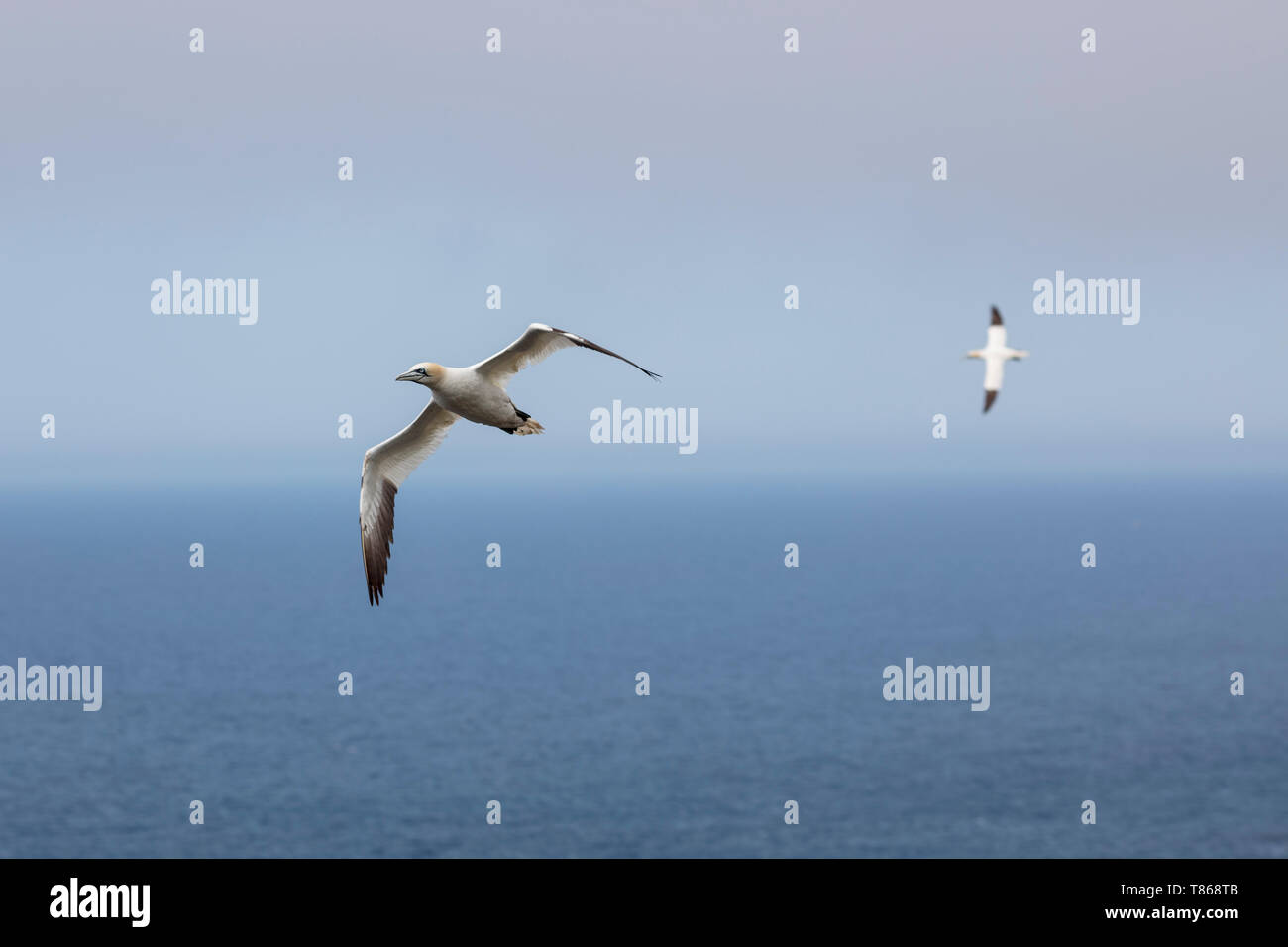 CAPE ST MARY'S Ecological Reserve, St. Bride's, Neufundland, Kanada - 14 August 2018: basstölpel am Cape St Mary's Ecological Reserve. Stockfoto