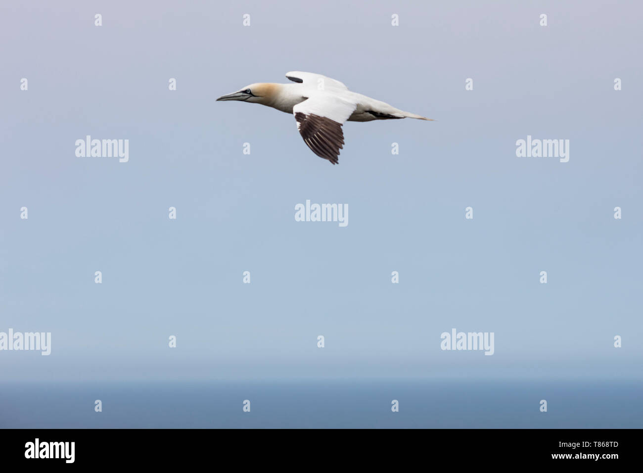 CAPE ST MARY'S Ecological Reserve, St. Bride's, Neufundland, Kanada - 14 August 2018: einen nördlichen Gannett Vogel bei Cape St Mary's Ecological Reserve. Stockfoto