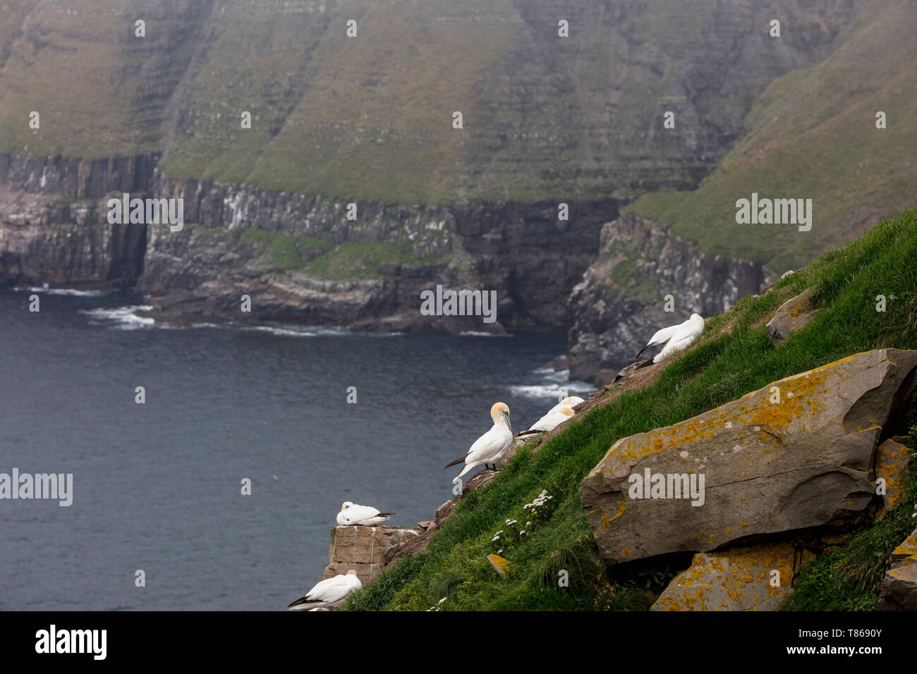 CAPE ST MARY'S Ecological Reserve, St. Bride's, Neufundland, Kanada - 14 August 2018: basstölpel am Cape St Mary's Ecological Reserve. Stockfoto