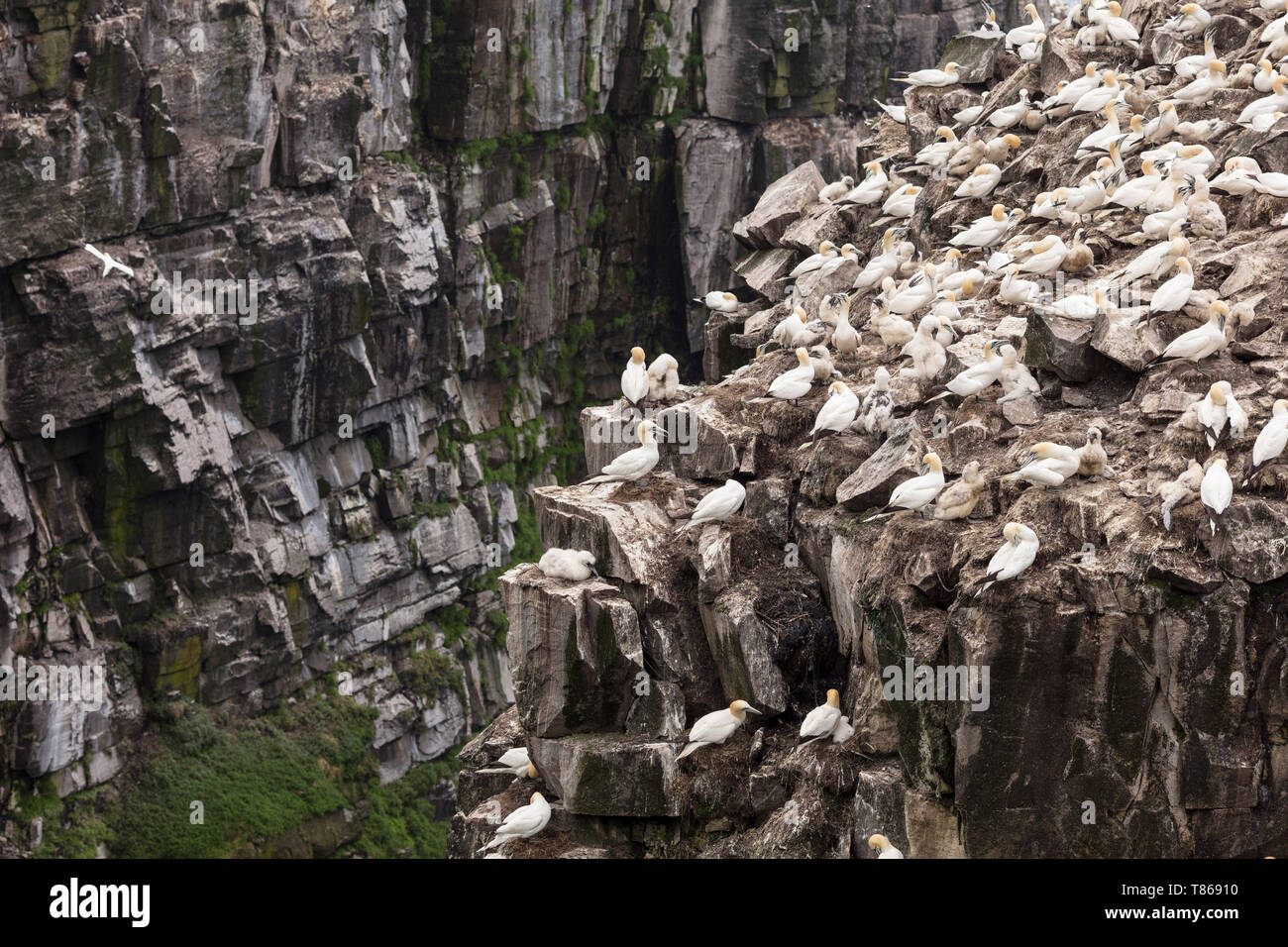 CAPE ST MARY'S Ecological Reserve, St. Bride's, Neufundland, Kanada - 14 August 2018: basstölpel am Cape St Mary's Ecological Reserve. Stockfoto
