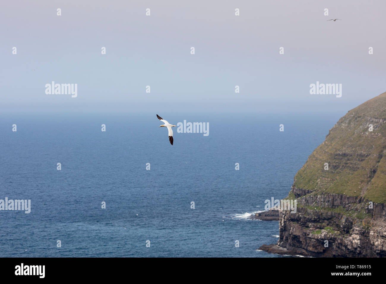 CAPE ST MARY'S Ecological Reserve, St. Bride's, Neufundland, Kanada - 14 August 2018: einen nördlichen Gannett Vogel bei Cape St Mary's Ecological Reserve. Stockfoto