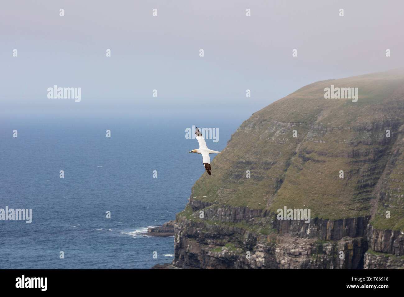 CAPE ST MARY'S Ecological Reserve, St. Bride's, Neufundland, Kanada - 14 August 2018: einen nördlichen Gannett Vogel bei Cape St Mary's Ecological Reserve. Stockfoto