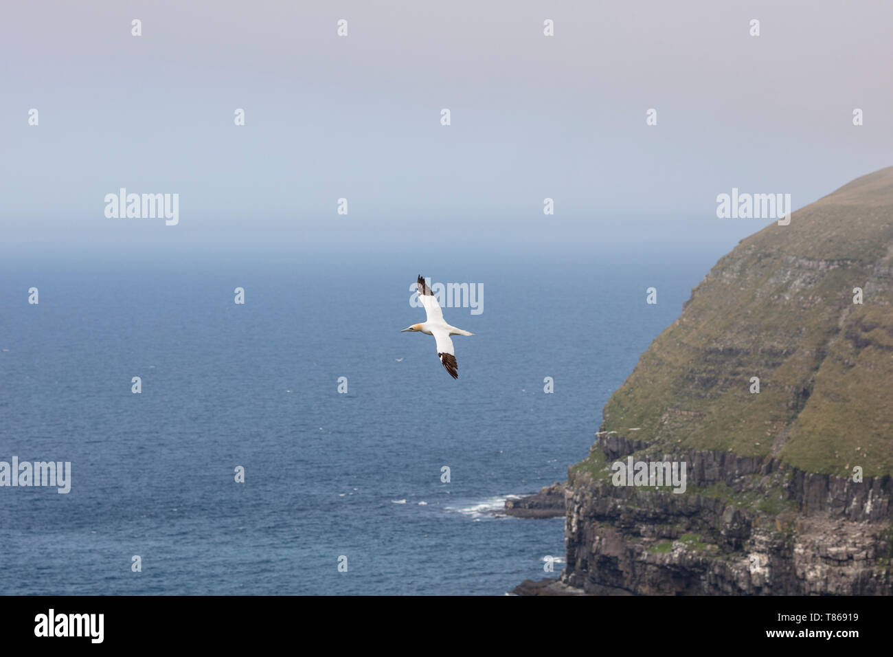 CAPE ST MARY'S Ecological Reserve, St. Bride's, Neufundland, Kanada - 14 August 2018: einen nördlichen Gannett Vogel bei Cape St Mary's Ecological Reserve. Stockfoto