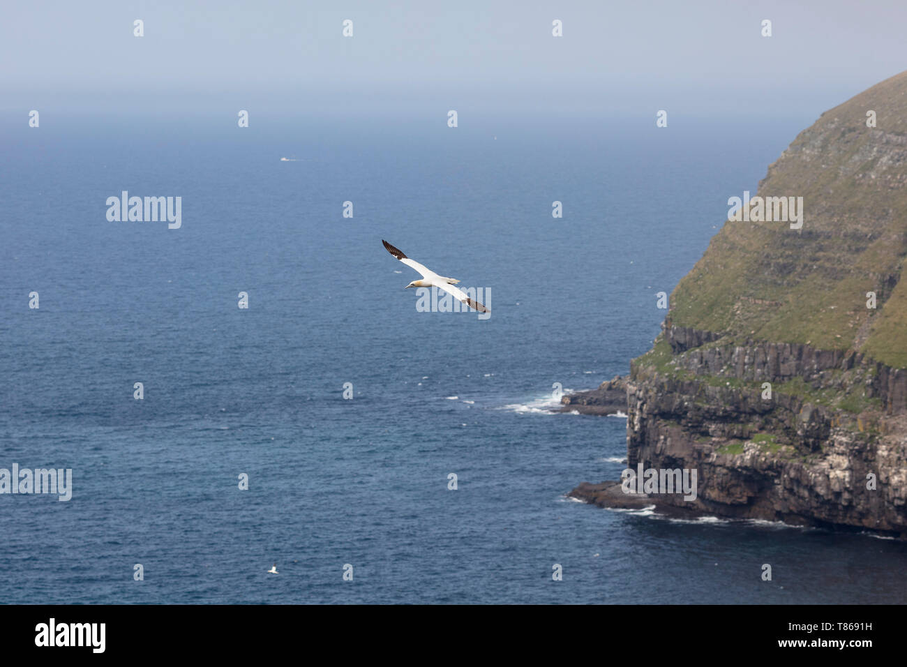 CAPE ST MARY'S Ecological Reserve, St. Bride's, Neufundland, Kanada - 14 August 2018: einen nördlichen Gannett Vogel bei Cape St Mary's Ecological Reserve. Stockfoto