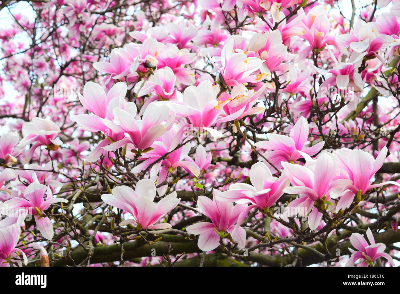 Magnolie in voller Blüte Stockfoto