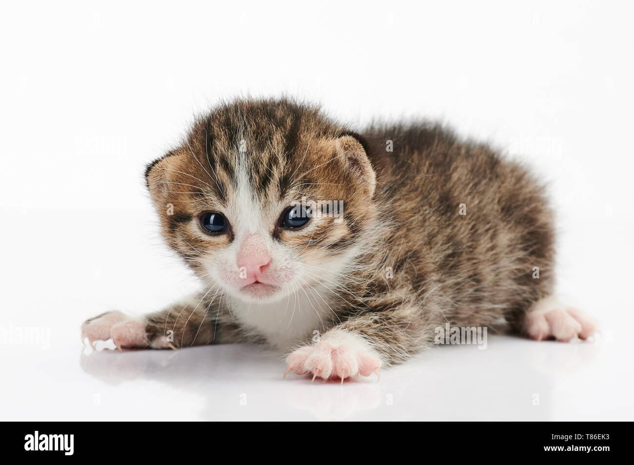 Portrait von kleinen Baby Katze auf weißem Hintergrund Stockfoto