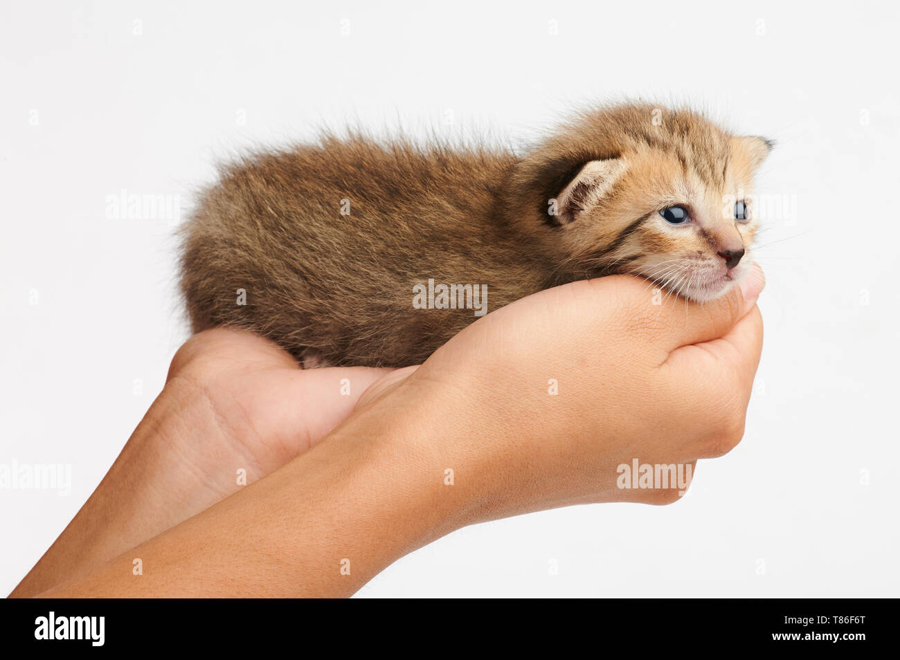 Fluffy Kitty auf der menschlichen Hand Cute isoliert auf weißem Hintergrund Stockfoto