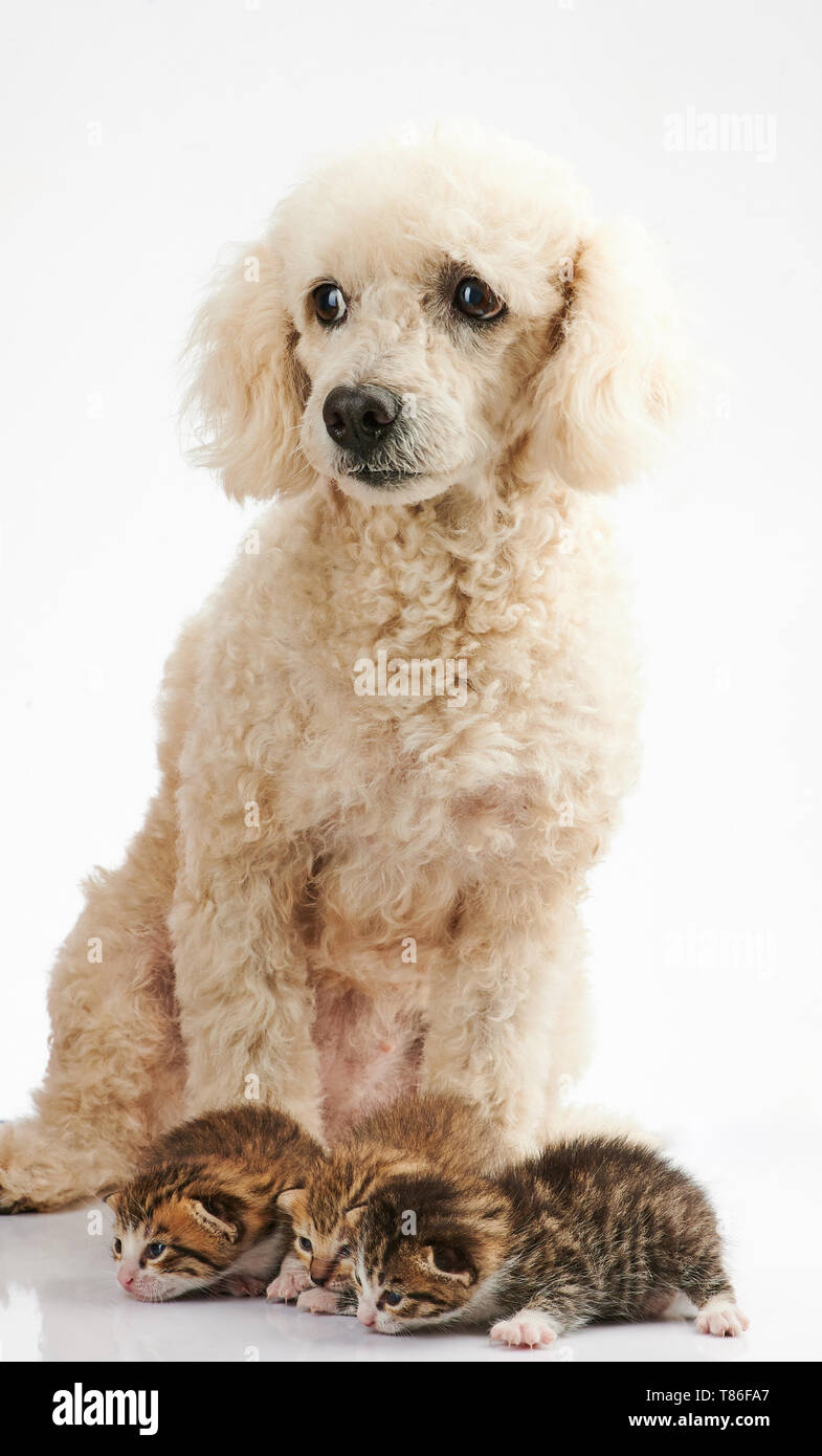 Hund, Katze auf weißem Hintergrund Stockfoto