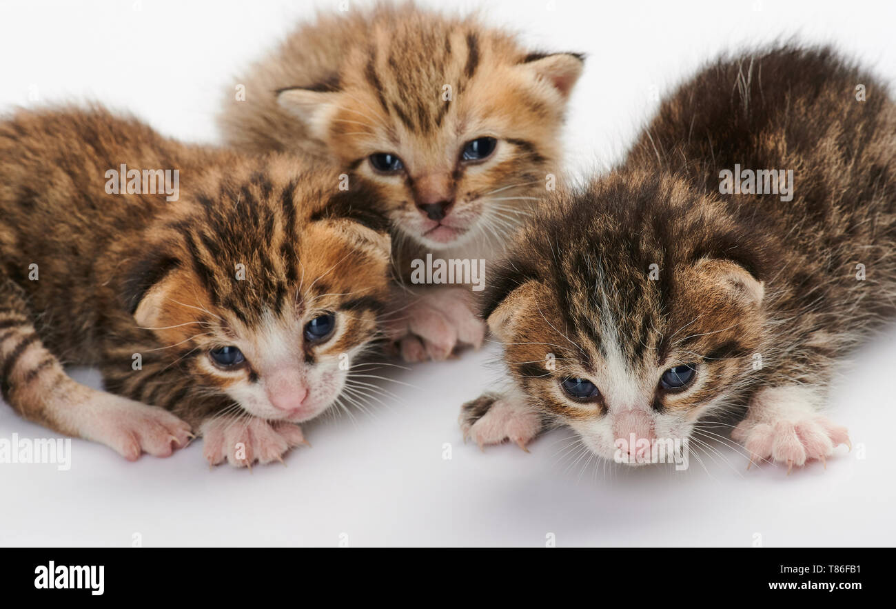 Kleine Gruppe von Kittys auf weißem Hintergrund Stockfoto