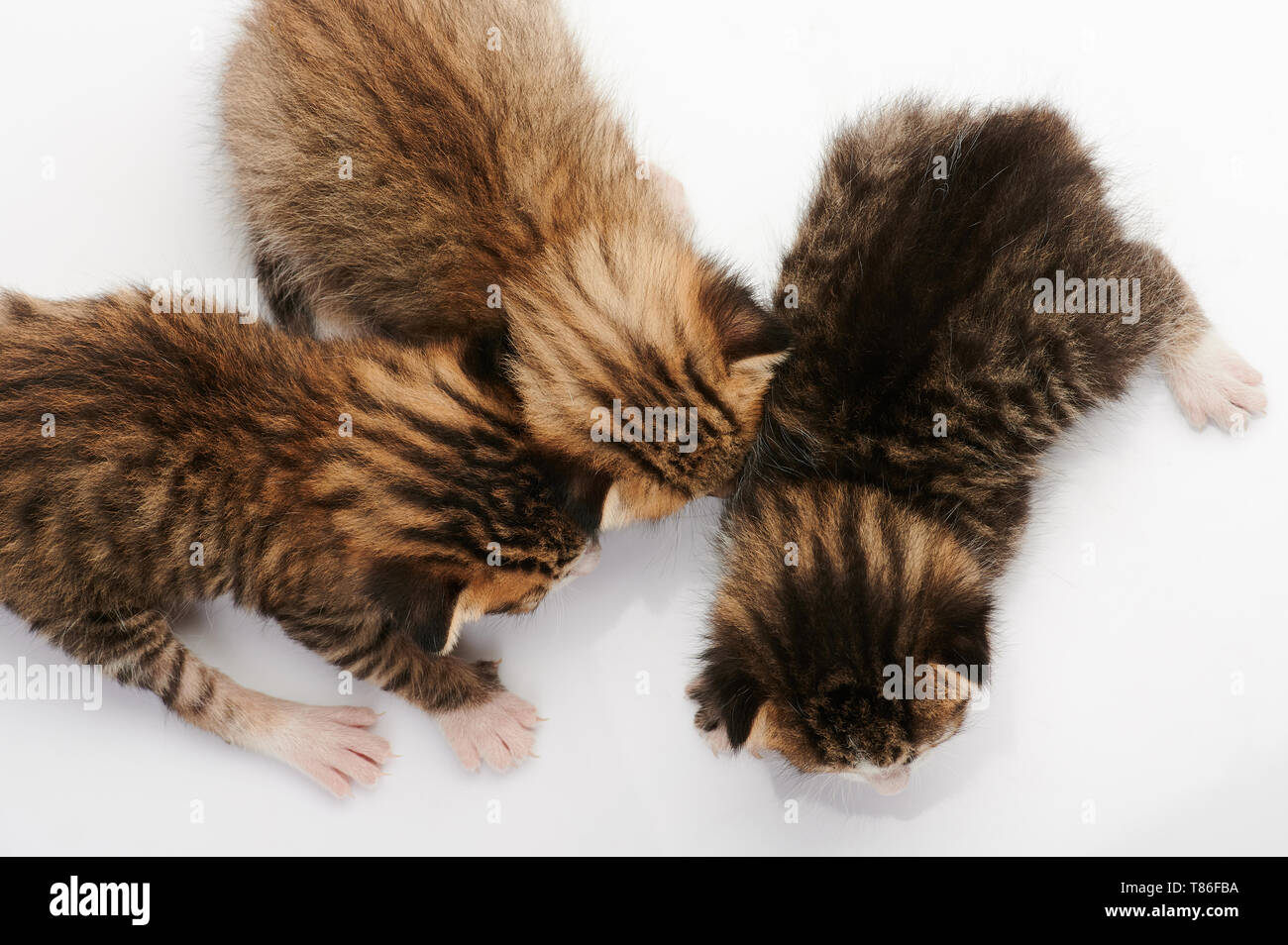 Drei kleine Kittys oberhalb der oberen Ansicht isoliert Stockfoto