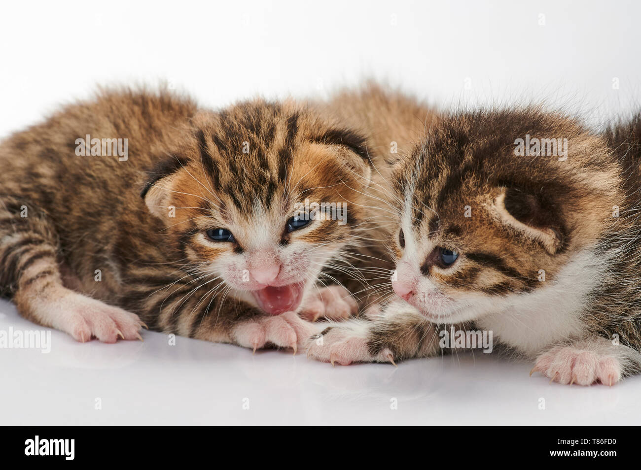Kleine Katzen Gruppe sitzen auf weißem Hintergrund Stockfoto