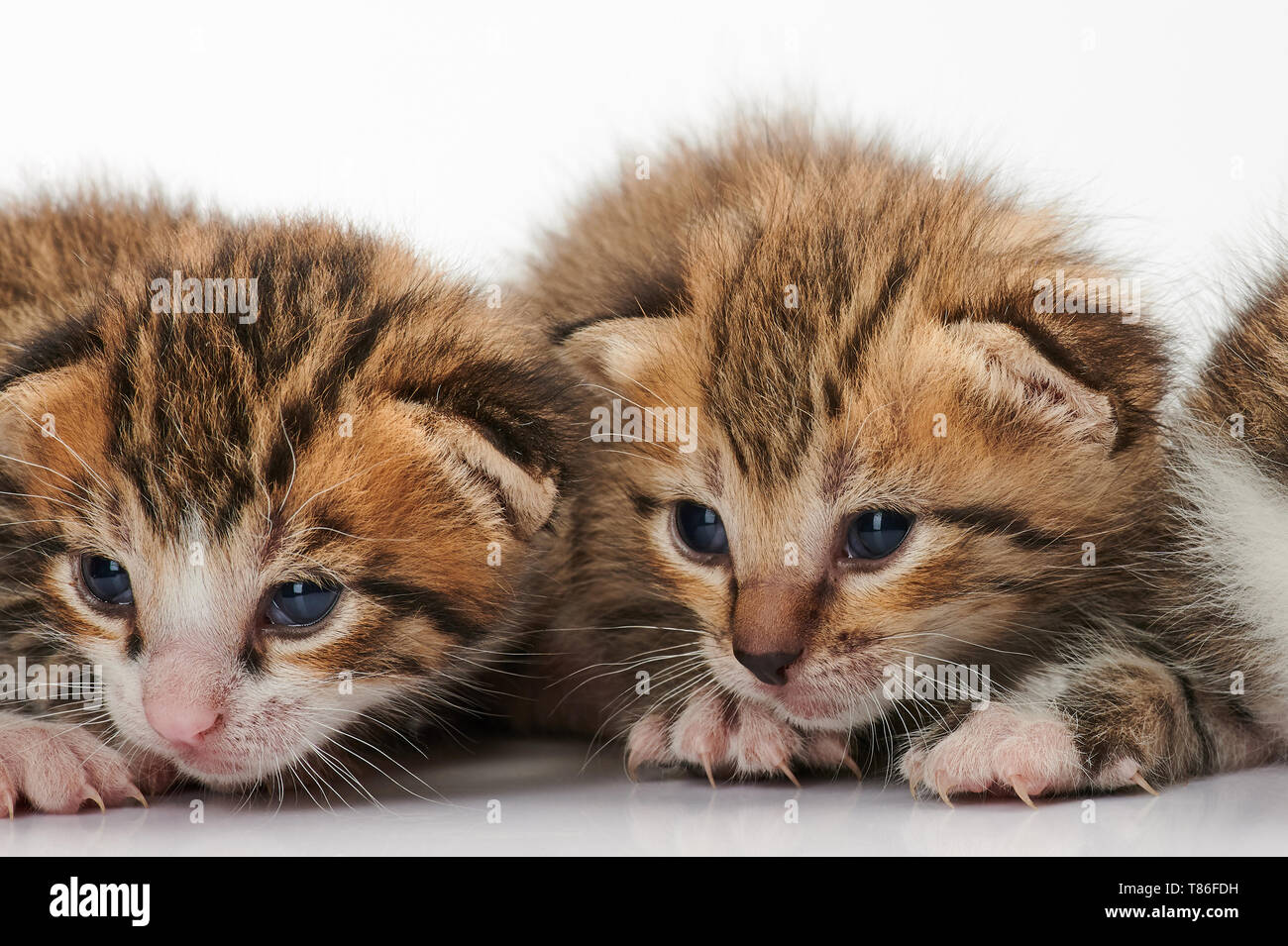 Zwei adorable kitty Nahaufnahme auf weißem Hintergrund Stockfoto