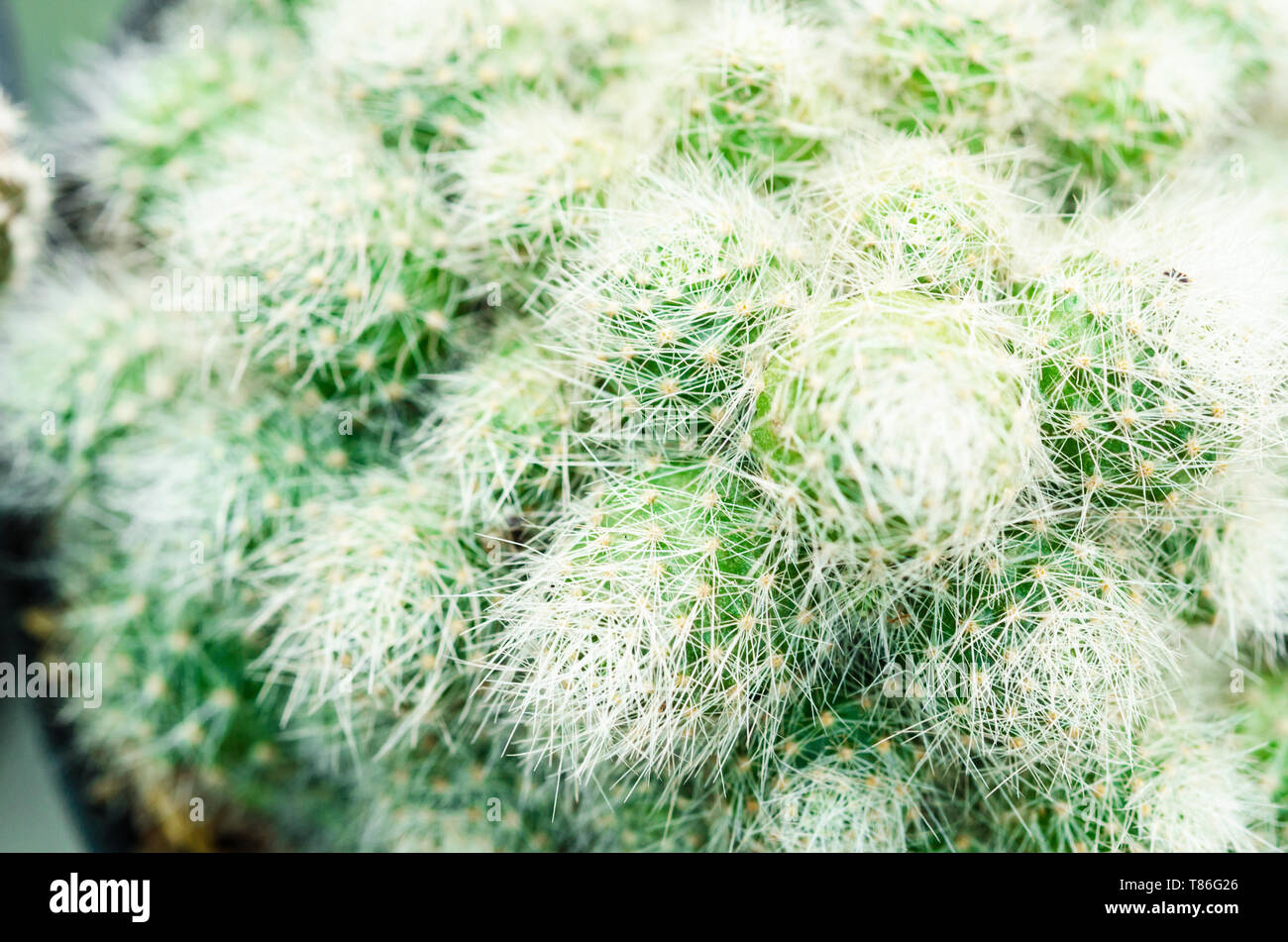 Selektiver Fokus nah am Golden barrel Kaktus (Mexiko) Cluster. bekannte Arten von Kakteen, endemisch in Osten - zentrales Mexiko weit Stockfoto