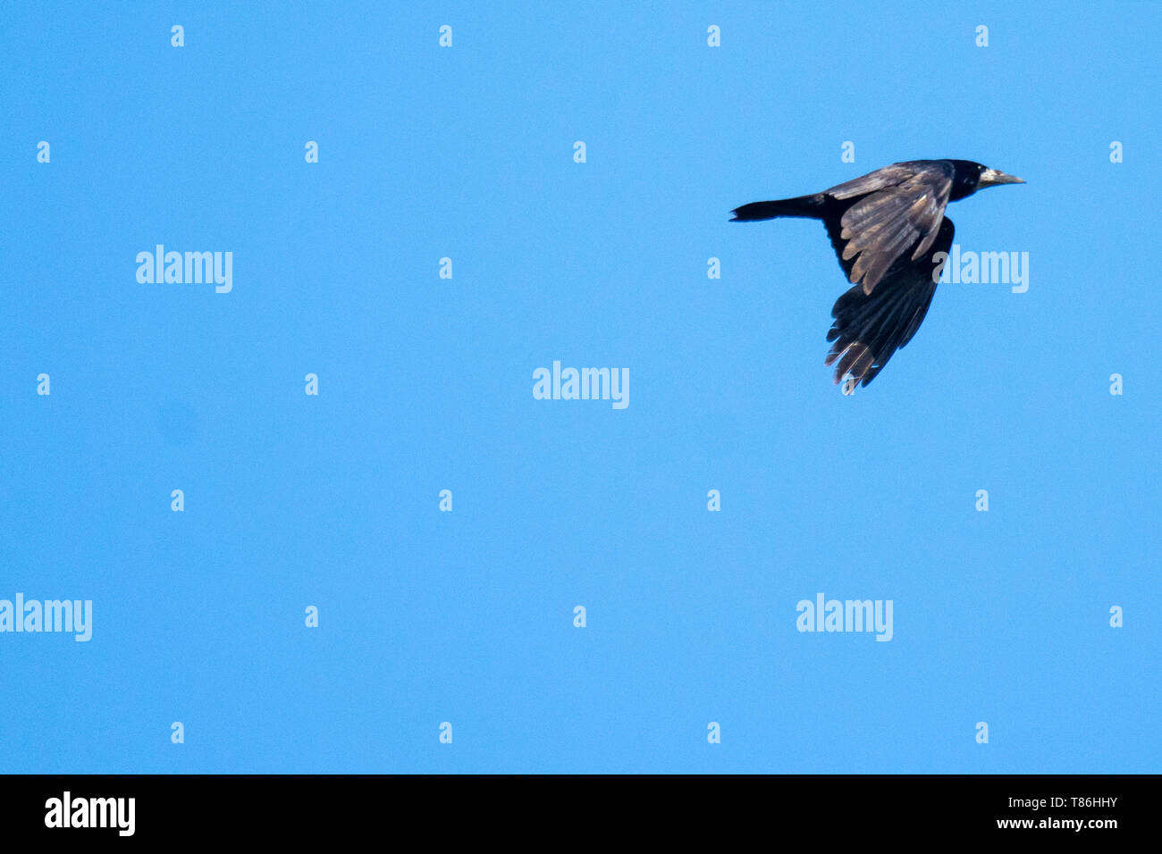 Flying Saatkrähe (Corvus frugilegus) Stockfoto