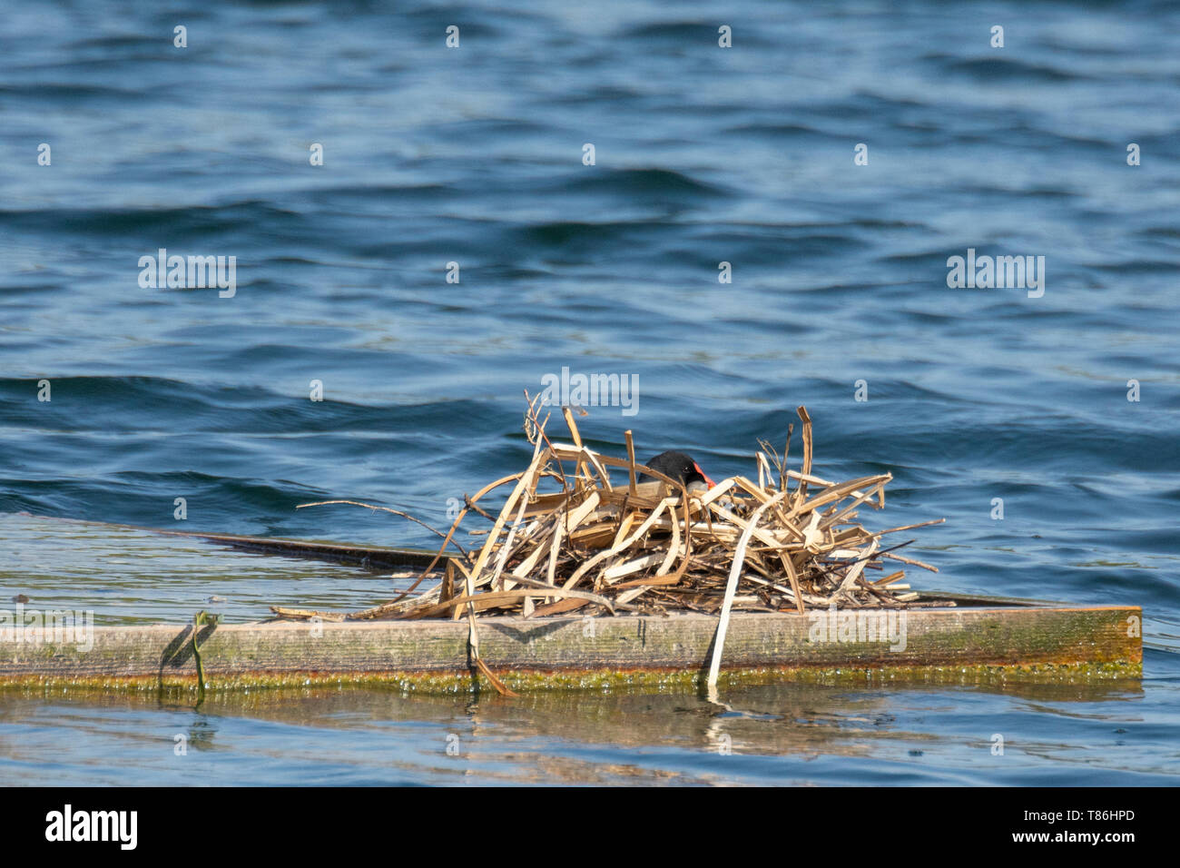 Moorhen (Gallinula chloropus) auf einem Nest auf künstlichen Insel Stockfoto