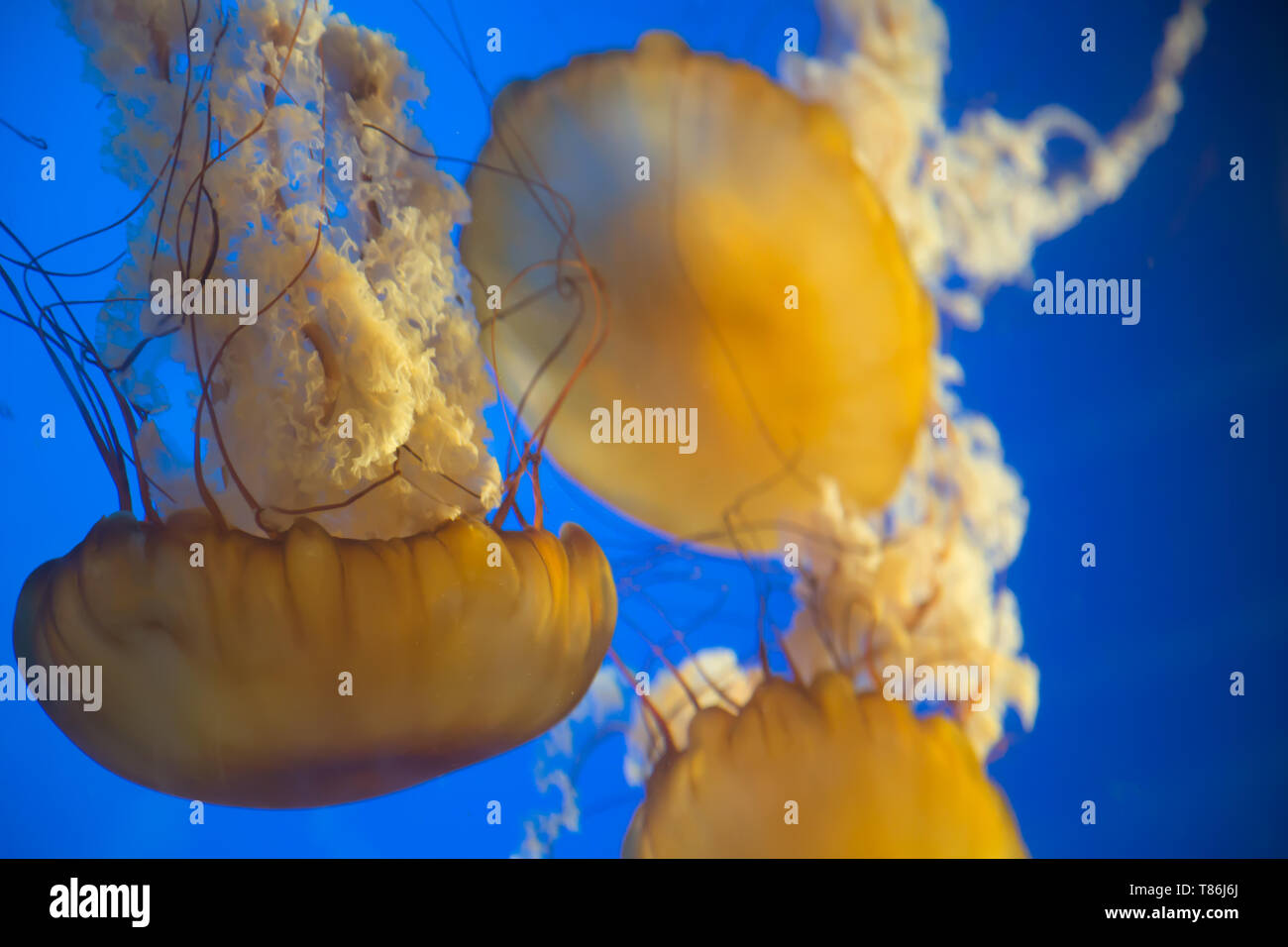 Gruppe Gelb Quallen closeup blauen Hintergrund Ozean leben Stockfoto