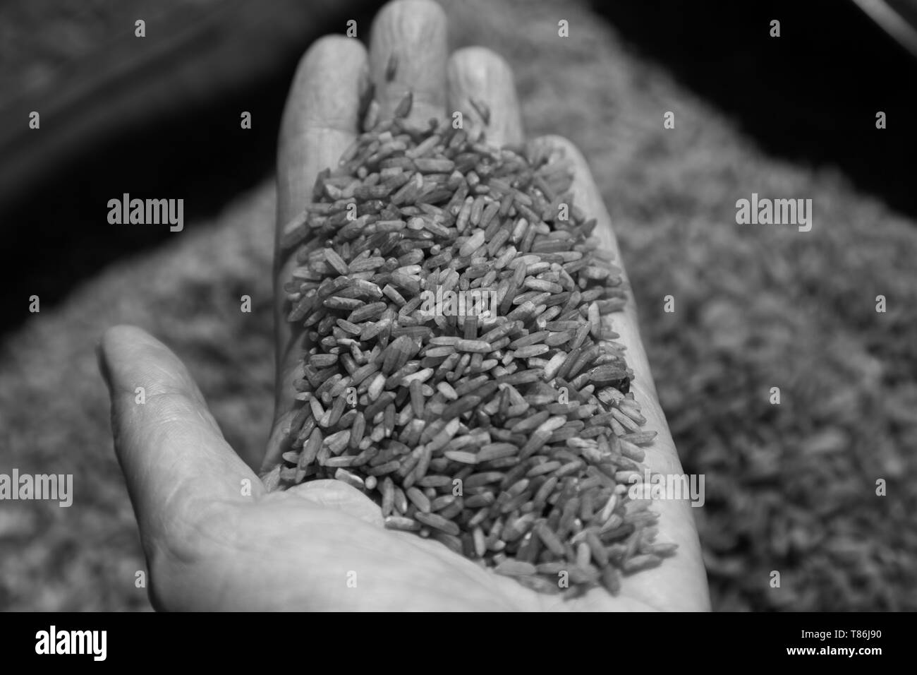 Hand, die Reiskörner Food Harvest closeup Stockfoto