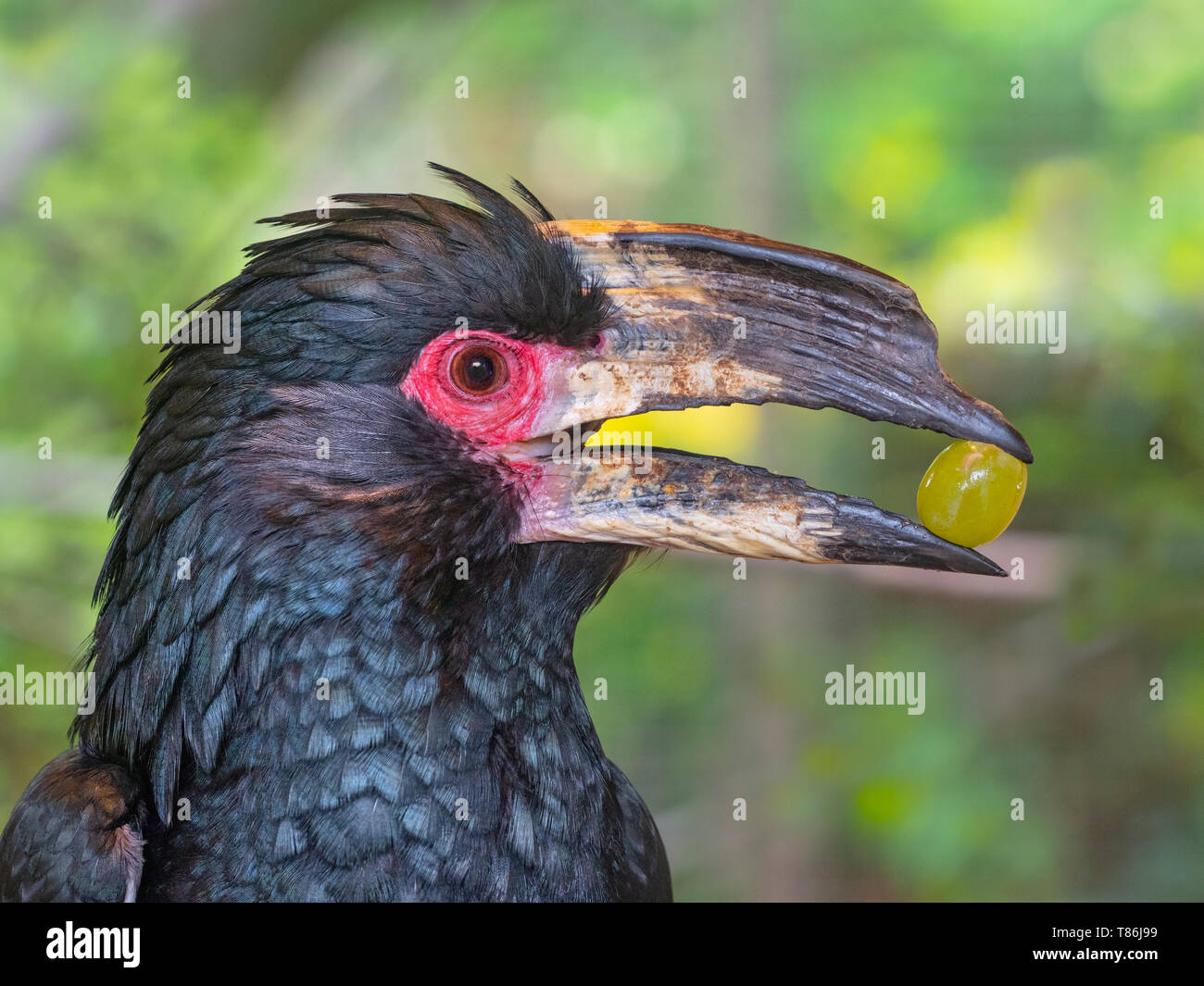 Trompeter hornbill Bycanistes bucinator (Captive) Stockfoto